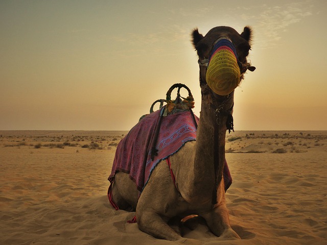 camel-1009678_640