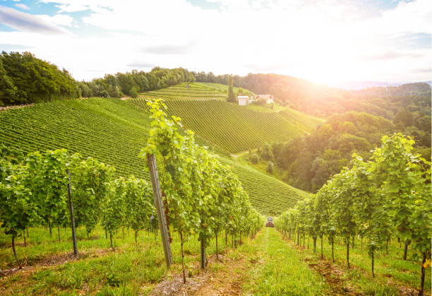 Vineyards along the South Styrian Wine Road in autumn, Austria Europe