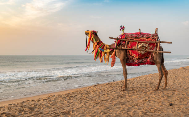 A domestic decorated camel, standing on the Puri sea beach. Camel riding on the beach is a popular tourist activity at Puri. Orissa.