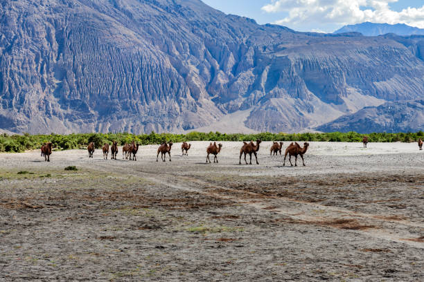 Herd of Bactrian camels Nubra Valley,Jammu and Kashmir, Ladakh Region, Tibet, India,Nikon D3x