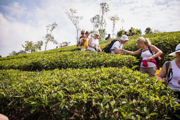 Group of hikers walking through the tea plantations in the Letchi Hills in Munnar, India. Some members of the group are visually impaired and are being guided by other members.