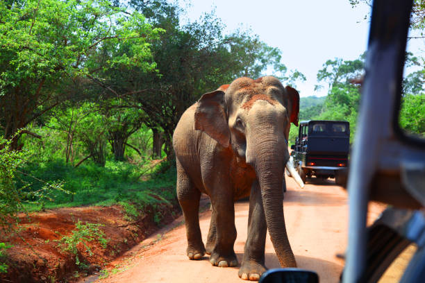 Elephant encounter on road in front of safari vehicles in Yala National Park