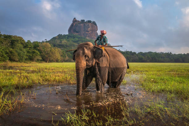 Mahout riding his elephant, Sigiriya Rock on the background, Central Province, Sri Lanka