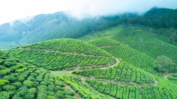 Munnar is the most beautiful tea garden in Kerala