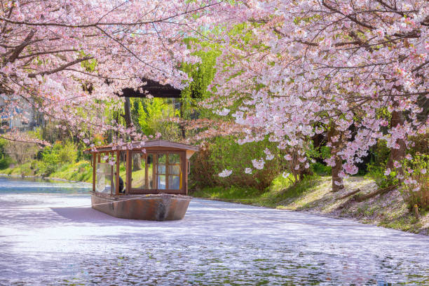 Fushimi Jikkokubune Boat Cruise  is a sightseeing boat located in Fushimi Ward, as if a trip back to the Edo period in scenic full bloom cherry blossom in spring time