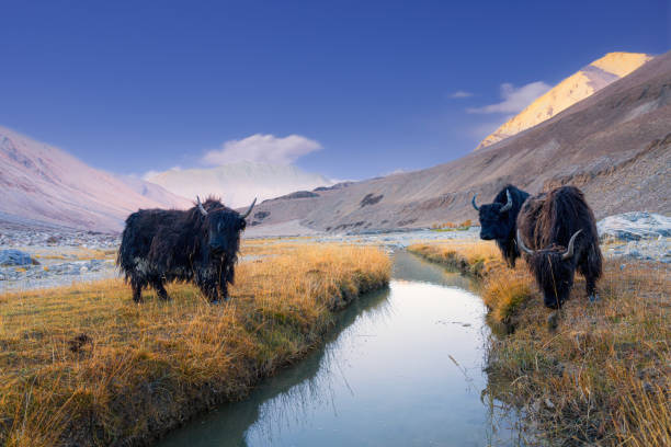 Yak or bos grunniens or bos mutus in leh Ladakh, India.