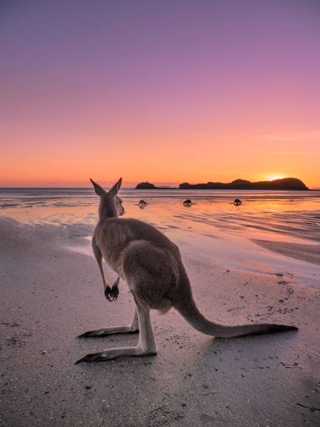 Kangaroo Standing At Beach Against Sky During Sunset