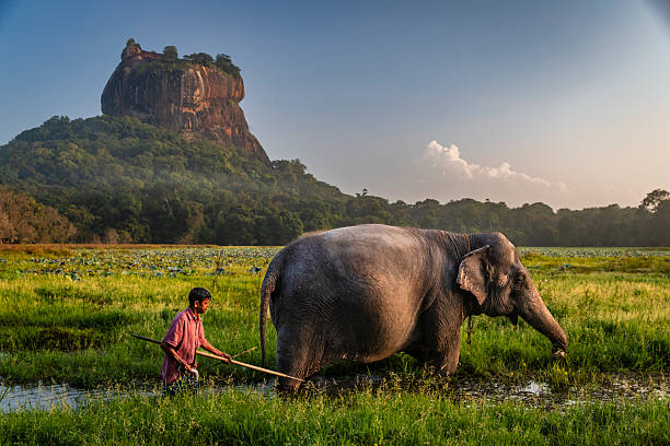 Mahout riding his elephant, Sigiriya Rock on the background, Central Province, Sri Lanka