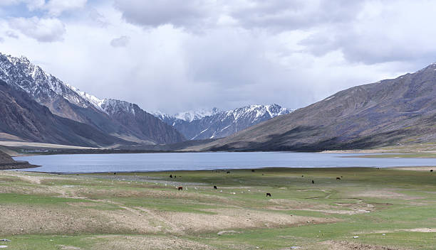 Himalayan landscape showcasing cattle grazing peacefully near a serene lake, with majestic snow-capped mountains in the backdrop