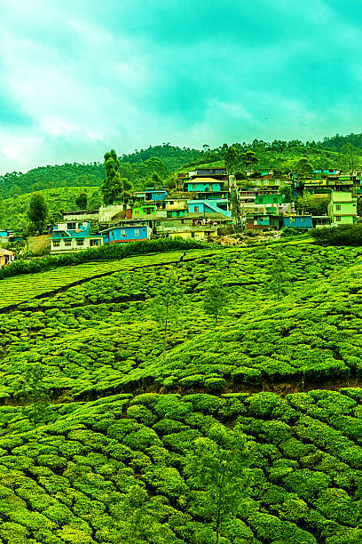 Patterns of Nature - Indian tea plantation, Munnar