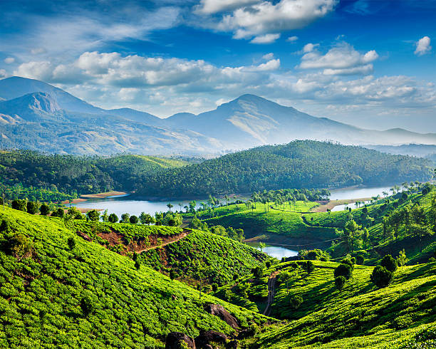 Tea plantations and Muthirappuzhayar River in hills near Munnar, Kerala, India