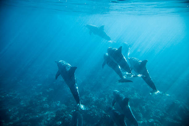 Dolphins in the Indian Ocean around Mauritius island
