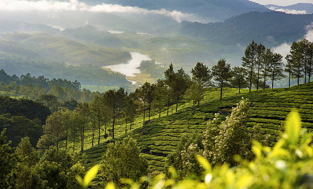 Tea estates at Munnar India