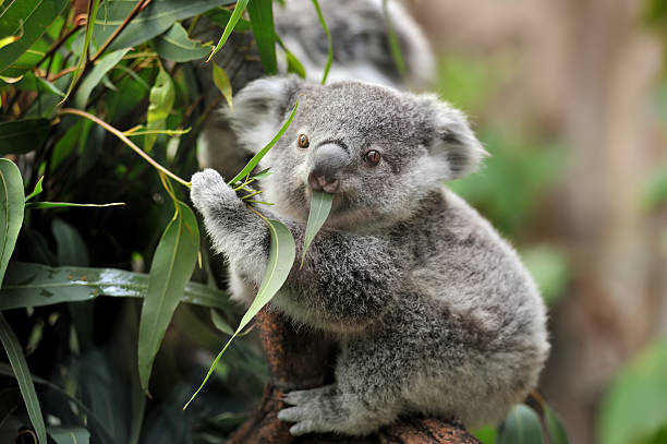 close-up of a young koala bear (Phascolarctos cinereus) on a tree eating eucalypt leaves.