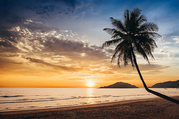 Sunset over empty tropical beach with silhouette of a palm tree