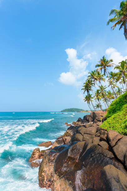 Palm trees on rocky tropical beach