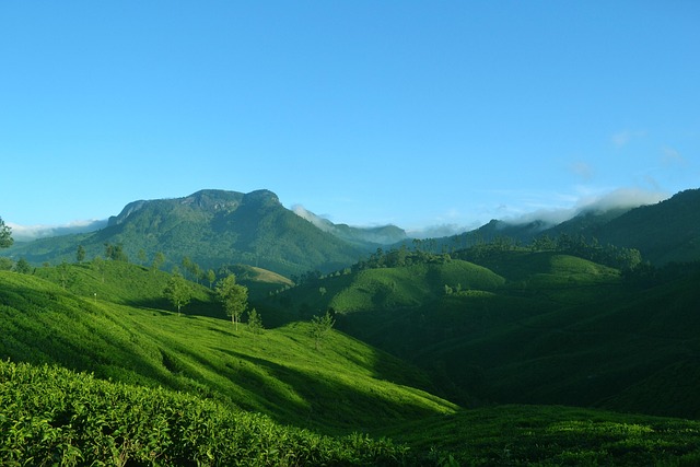 munnar-1639120_640