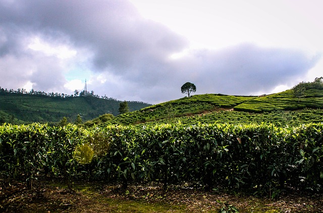 munnar-hills-3405475_640